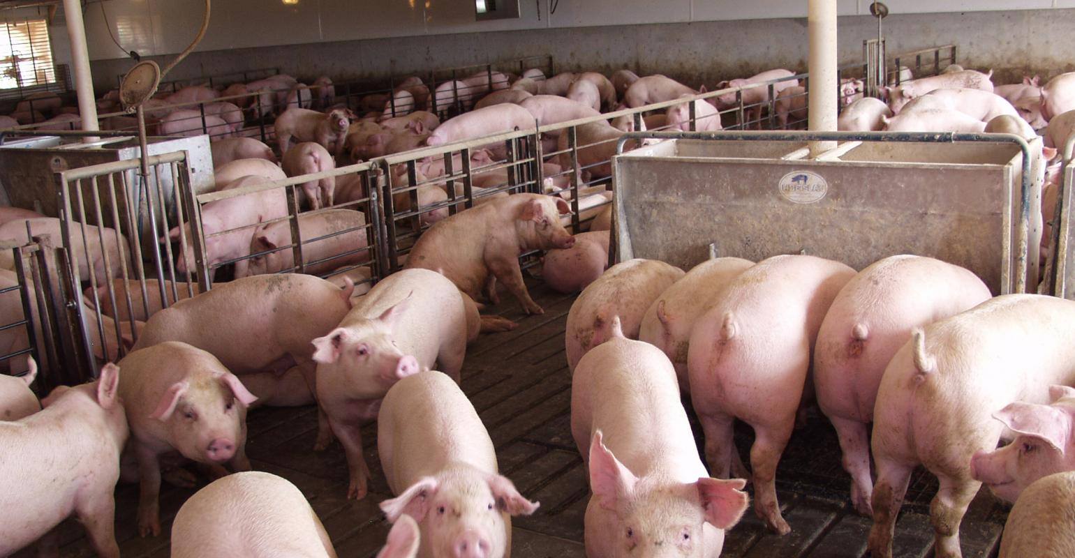 Sows in a clean indoor pig house