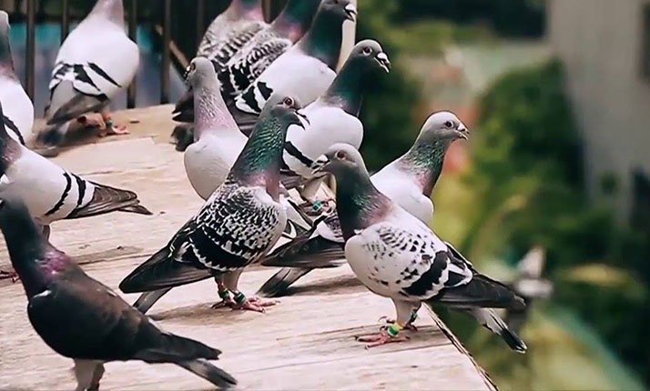Racing Pigeons